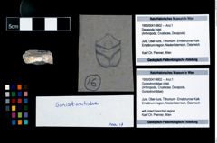 Foto (Objekt + Etikett) von Goniodromitidae indet.  (NHMW-GEO-1990-0041-4802)